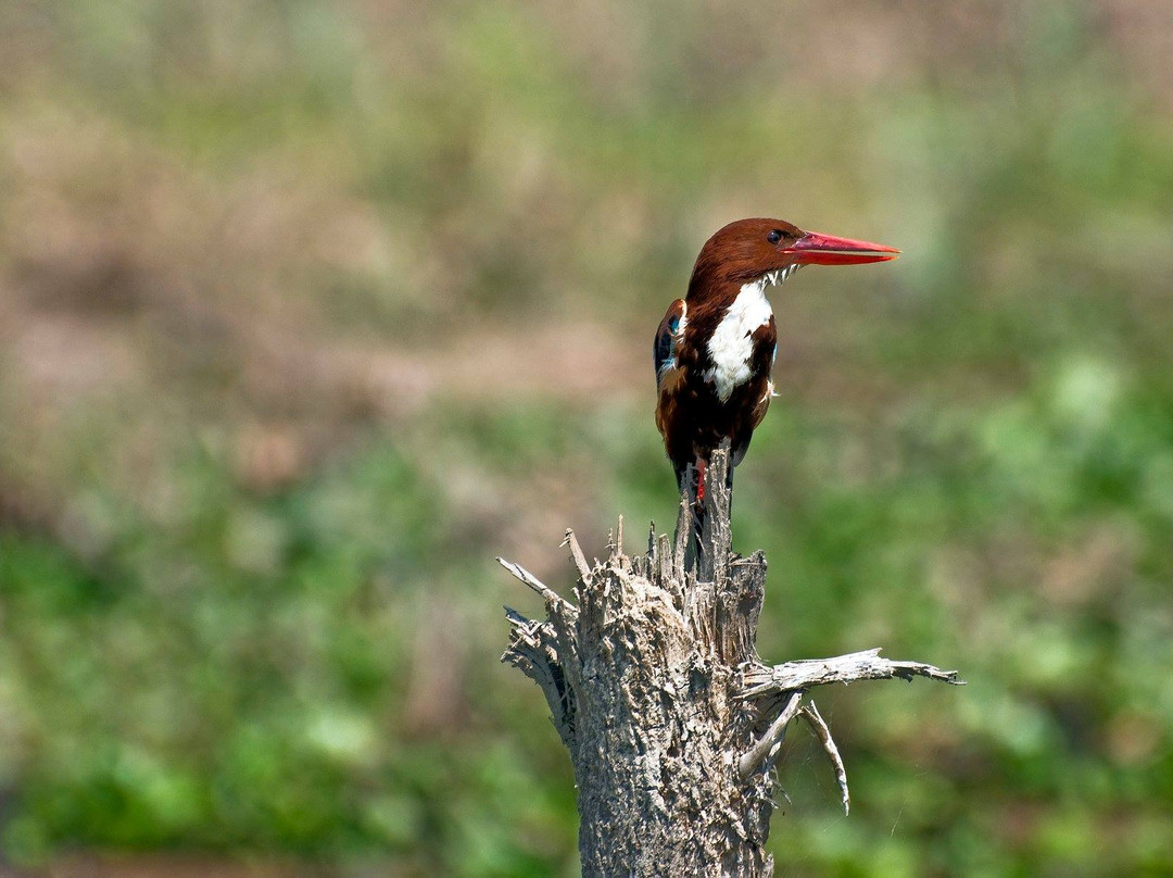 Koshi Tappu Wildlife Reserve-东部地区必去景点