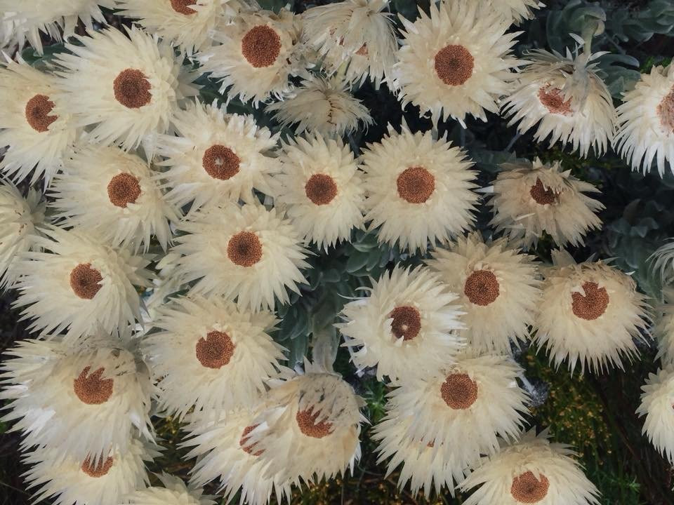 Explore the Cape Tours & Safaris-开普敦中心区必去景点