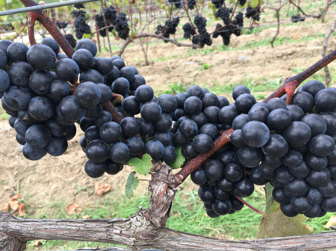 Sunnyhill Vineyard景点图片