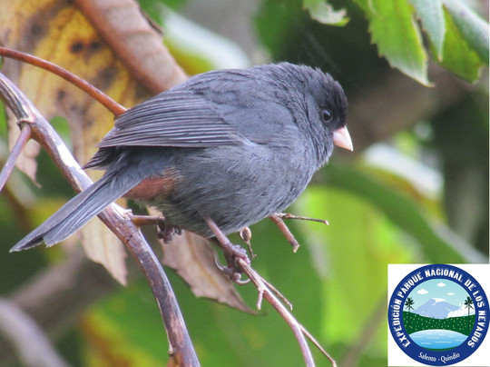 Cocora Travel-萨伦托必去景点