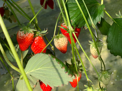 Ishibashi Farm-袖浦市必去景点