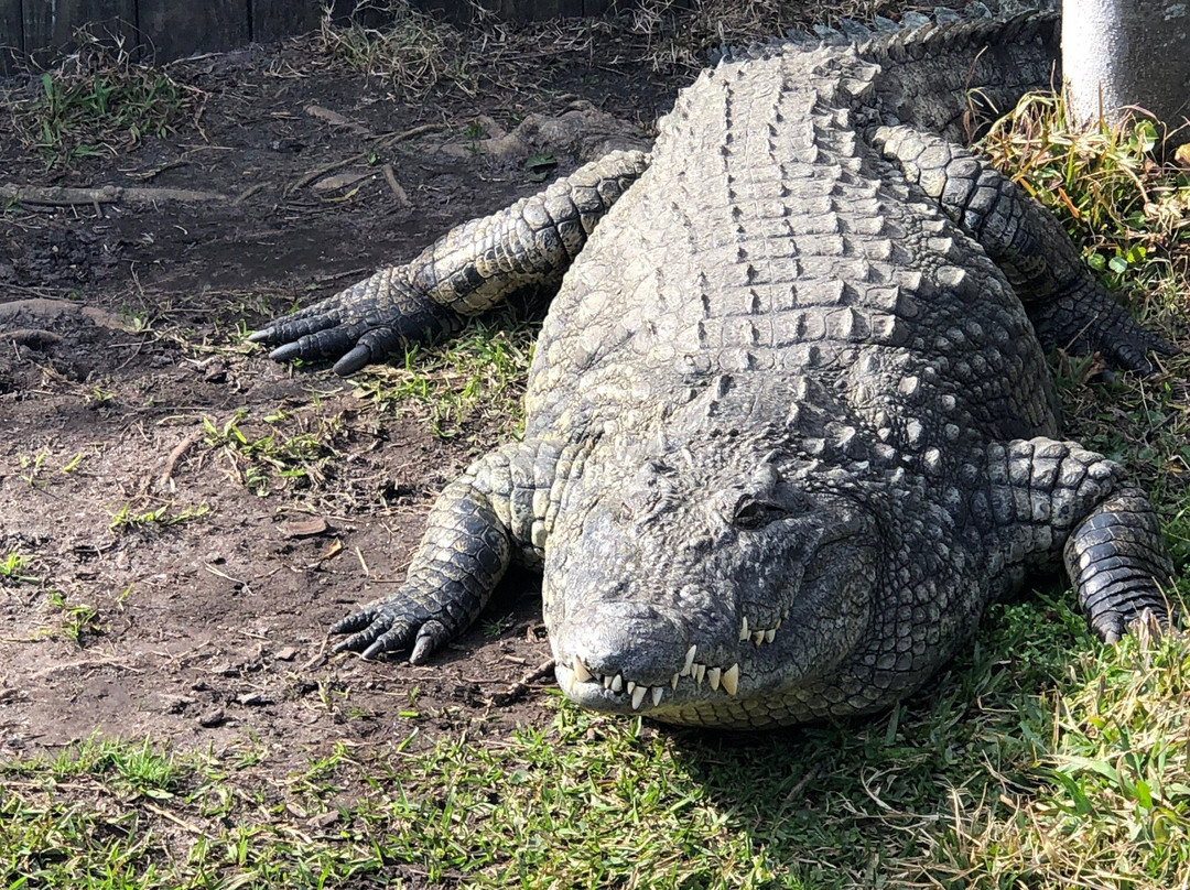 Alligator Adventure景点图片