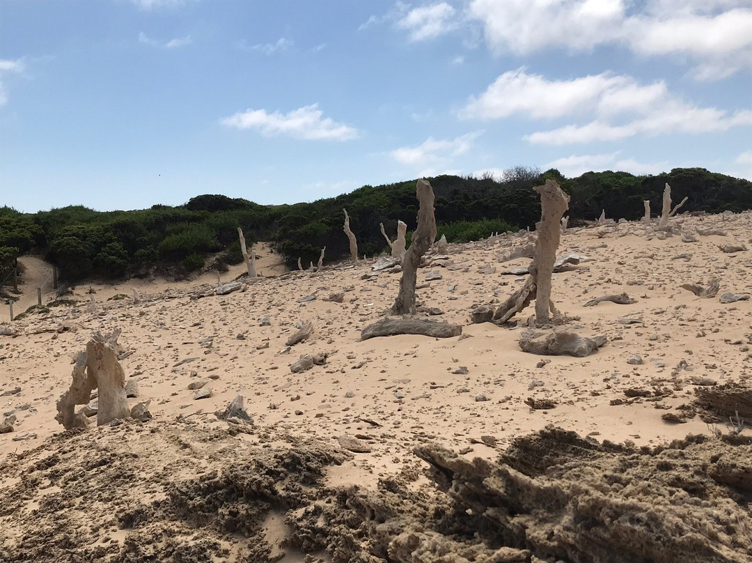 Calcified Forest-King Island必去景点