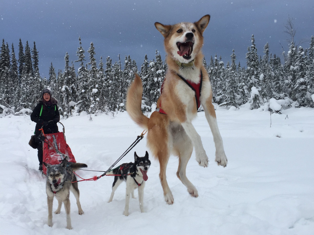 Friendly Arctic Adventures景点图片