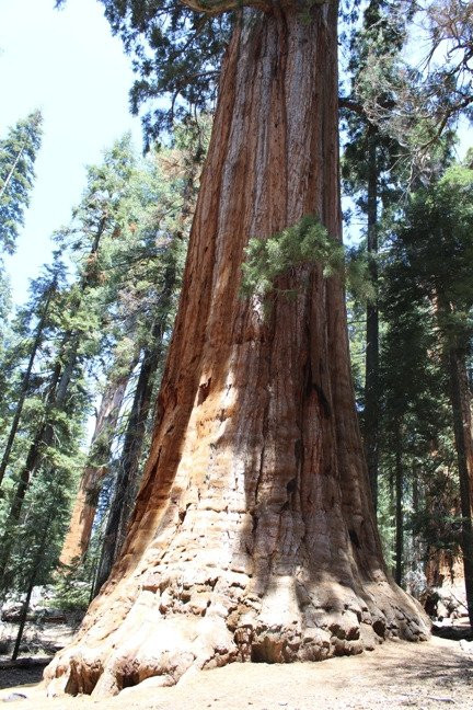 The President Tree-Three Rivers必去景点