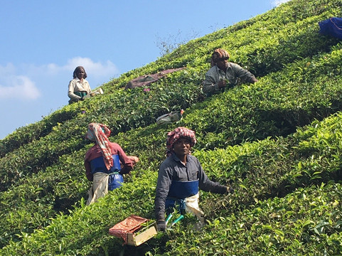 Pavithra Homestay主图