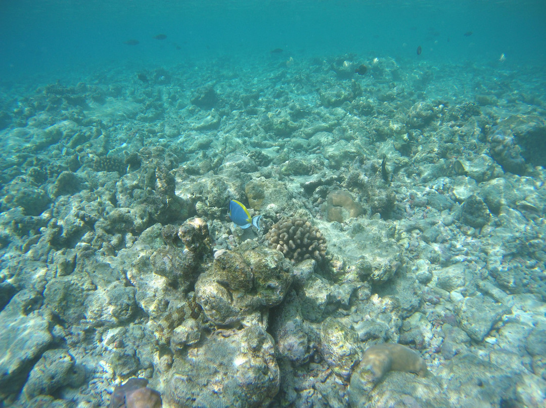 Sundive Lodge Maldives主图