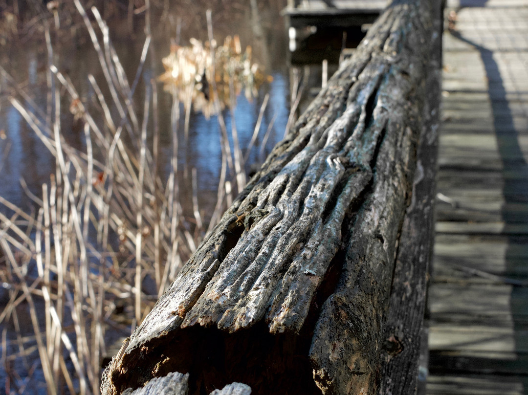 Connecticut Audubon Society Birdcraft Museum and Sanctuary-费尔菲尔德必去景点