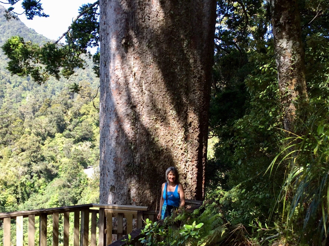 Square Kauri Tree-科罗曼德必去景点