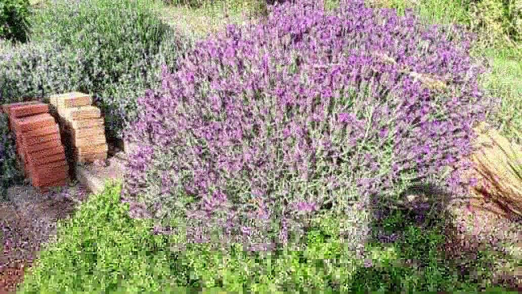 Balingup Lavender Farm景点图片