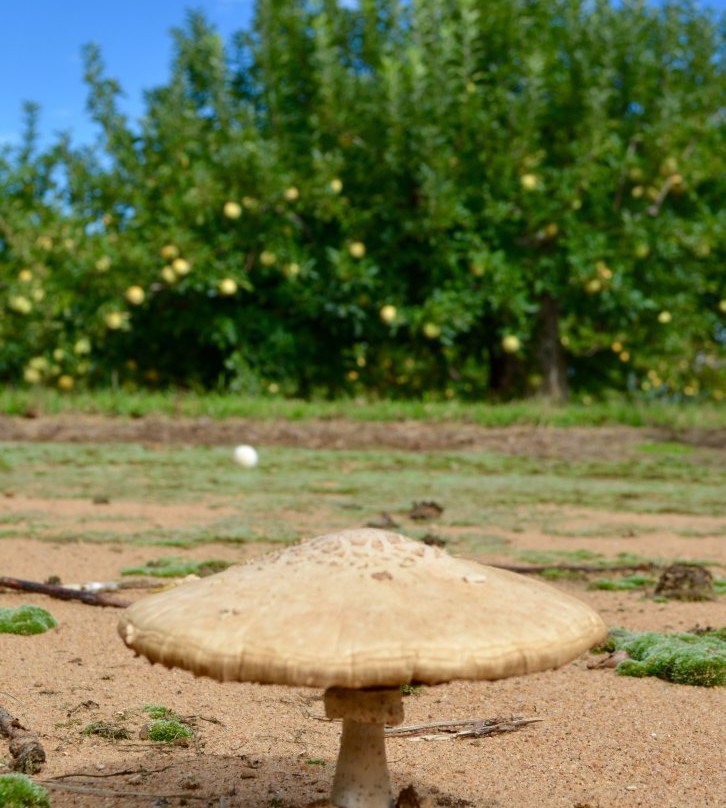 Eastmont Orchards景点图片