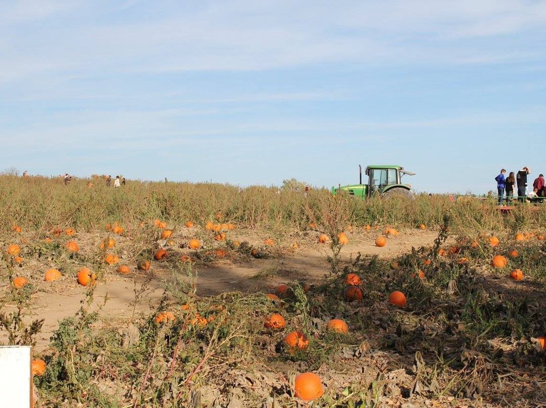 Knox's Pumpkin Farm景点图片