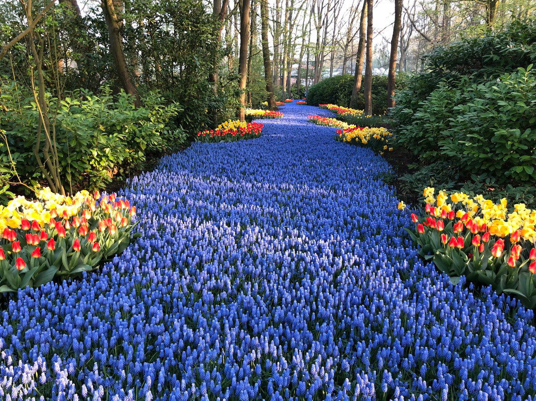 Flower Tours Holland景点图片