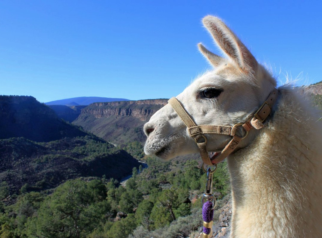 Wild Earth Llama Adventures景点图片
