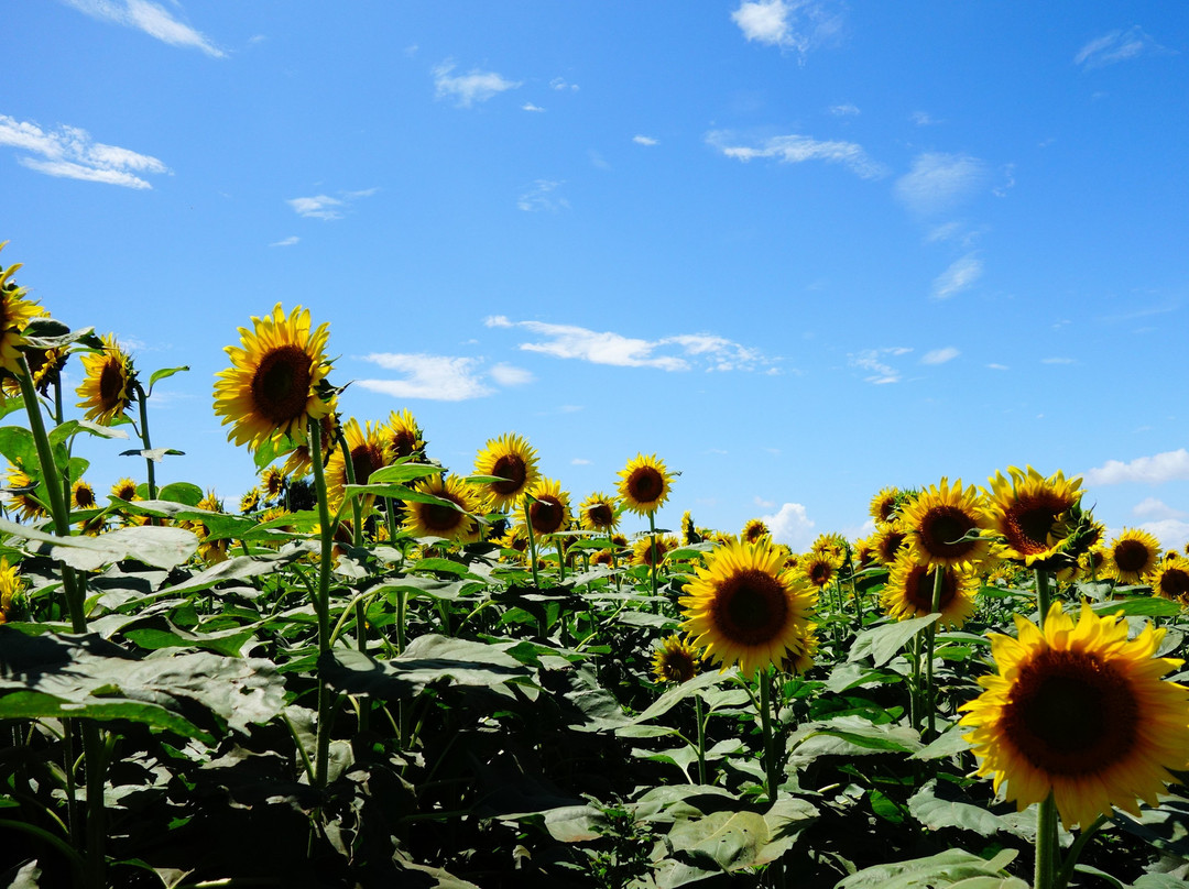 Kiyose Sunflower Farm-清濑市必去景点