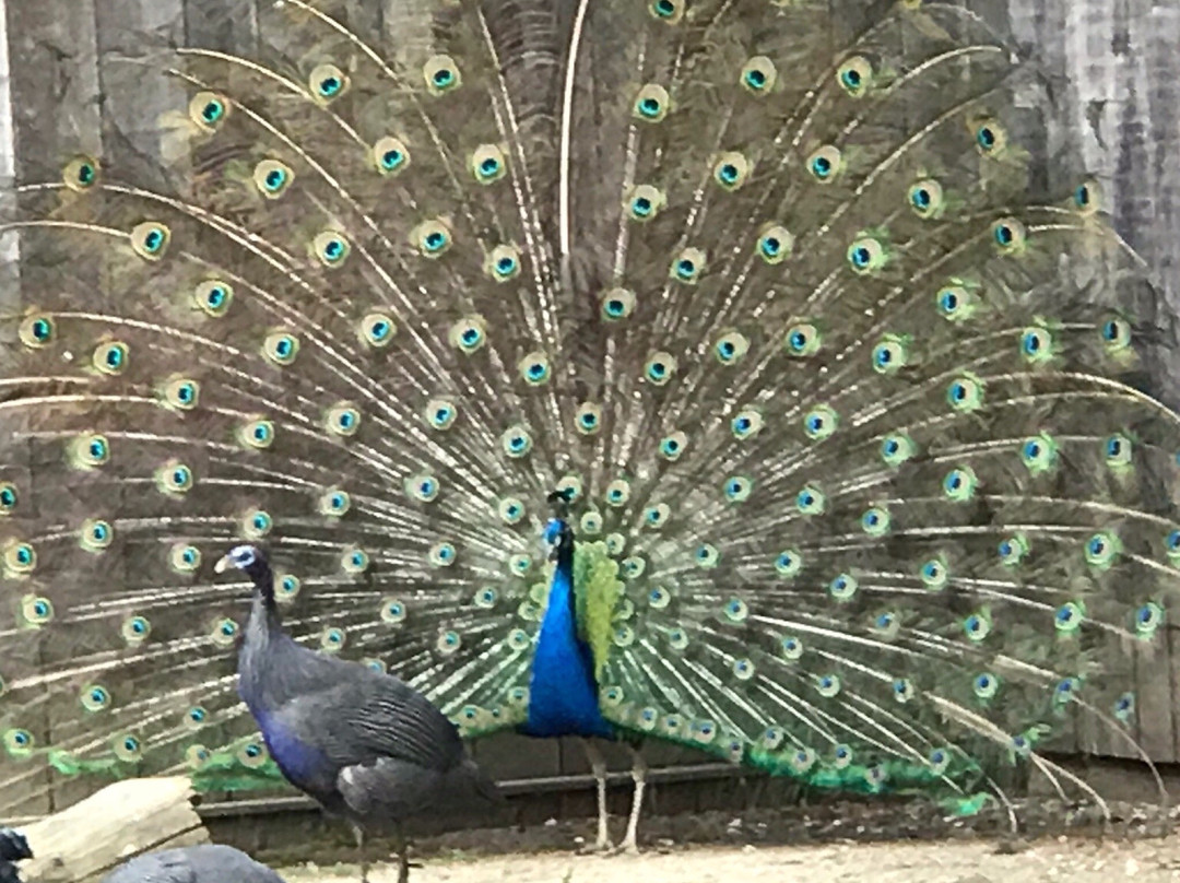 Parc Ornithologique de Bretagne景点图片