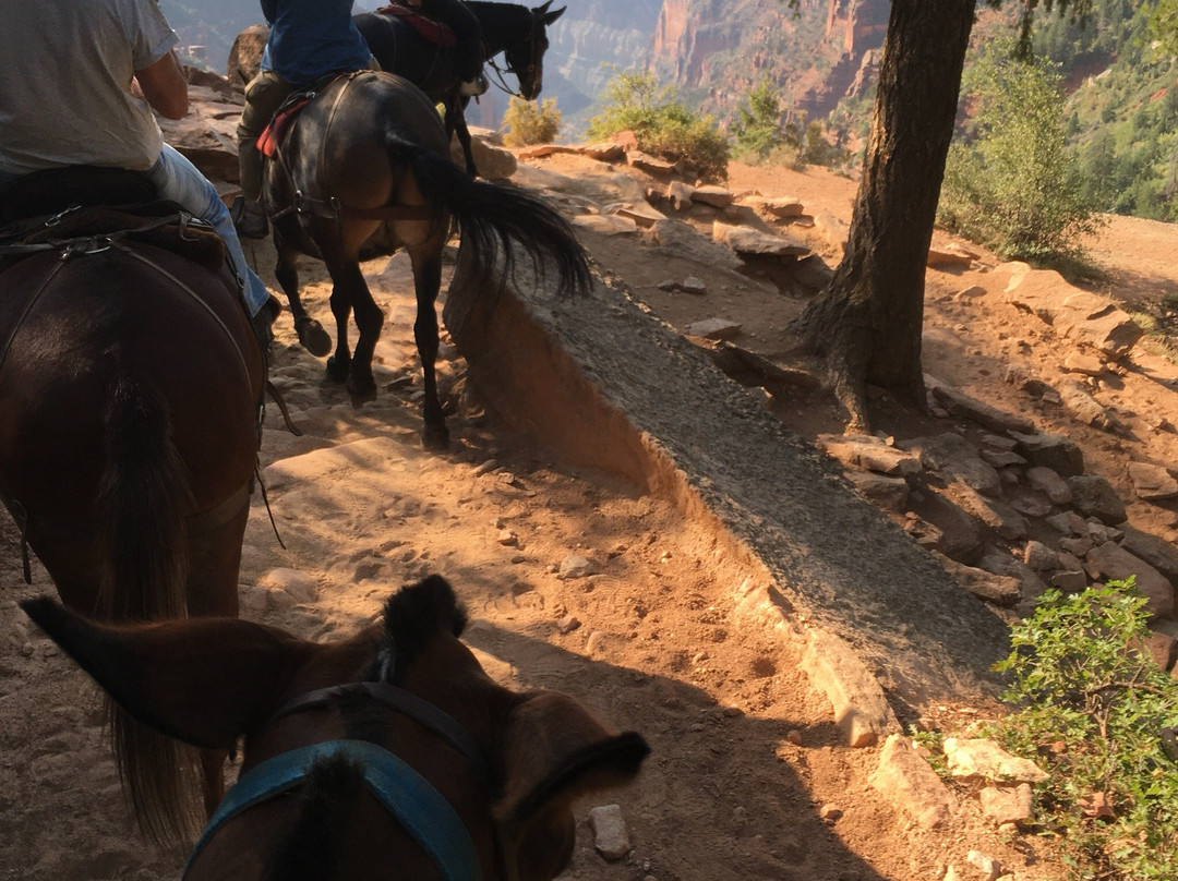Grand Canyon North Rim Mule Rides -Tour-特罗皮克必去景点