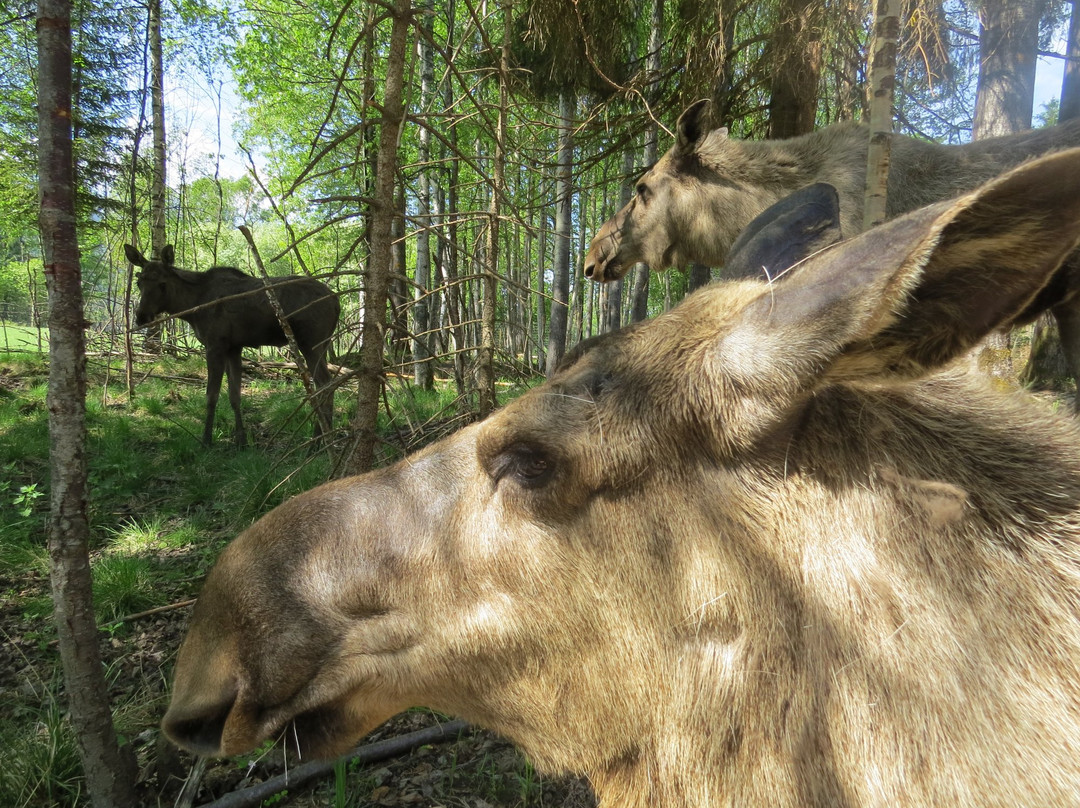 Norwegian Moose Center景点图片