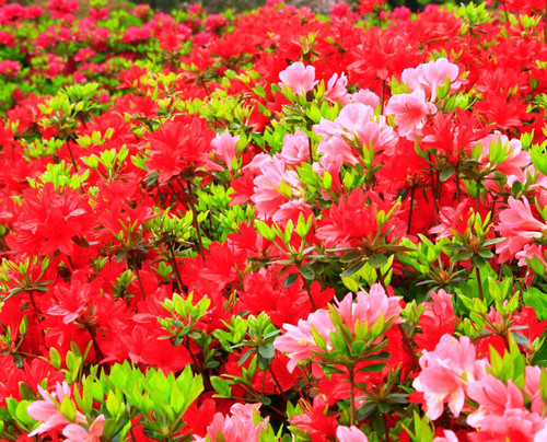 Shiibae Park-三股町必去景点