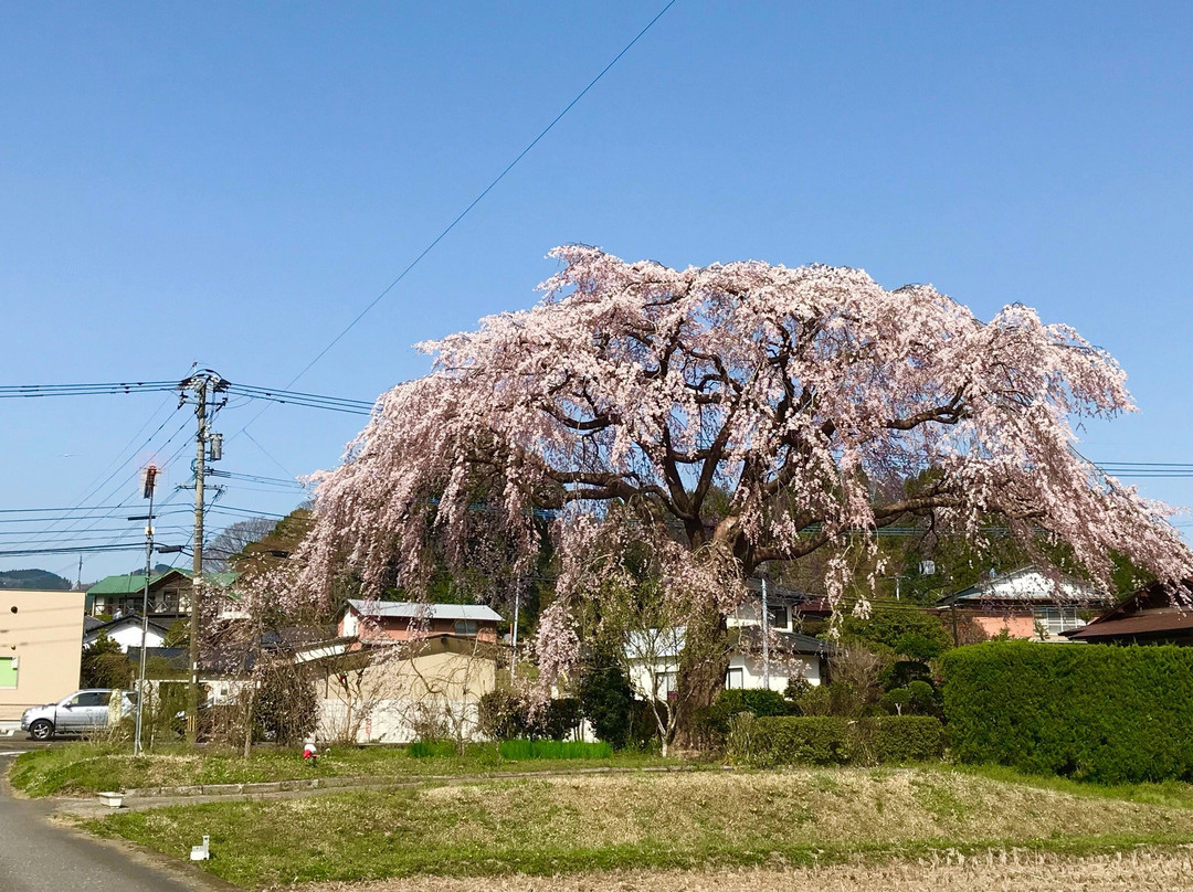 The Haradas' Cherry Blossoms景点图片