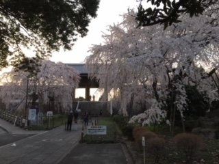 Togo-ji Temple-府中市必去景点