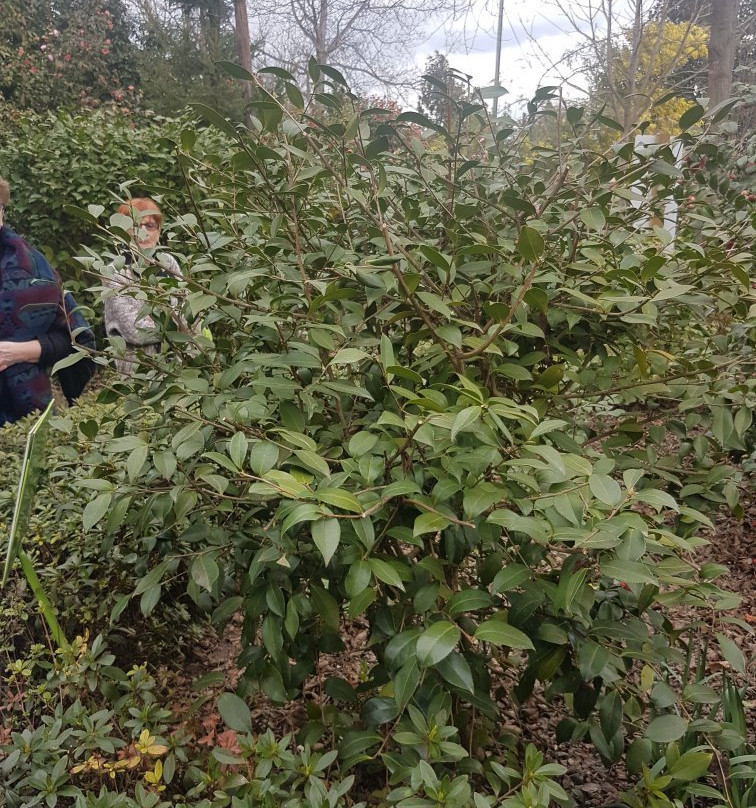 Parc Floral Les Camellias De La Prairie景点图片