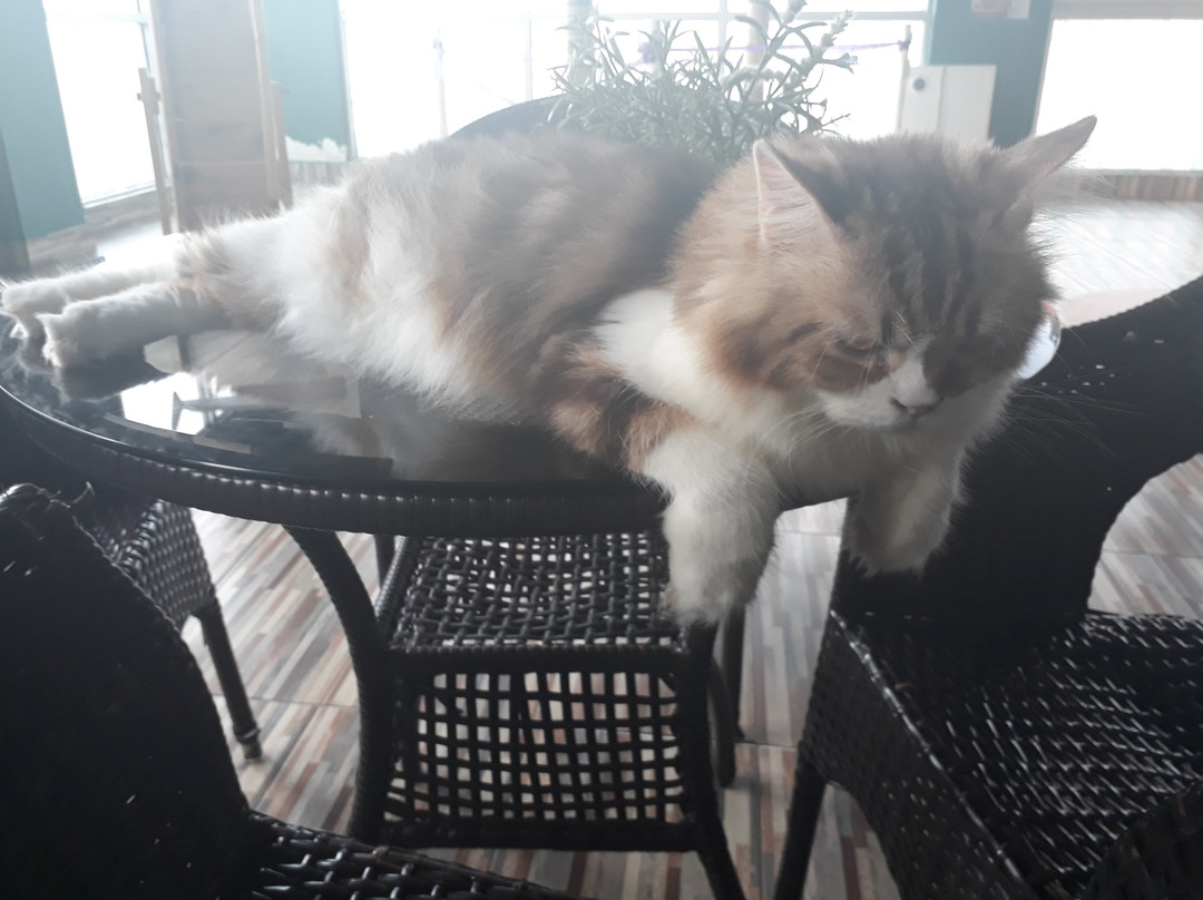 Cat Town景点图片