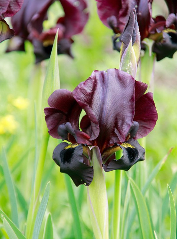 Planetanya Netanya Israel-Netanya必去景点