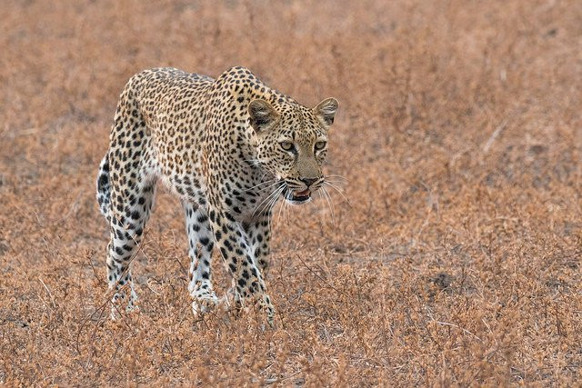 Shenton Safaris Kaingo Camp主图
