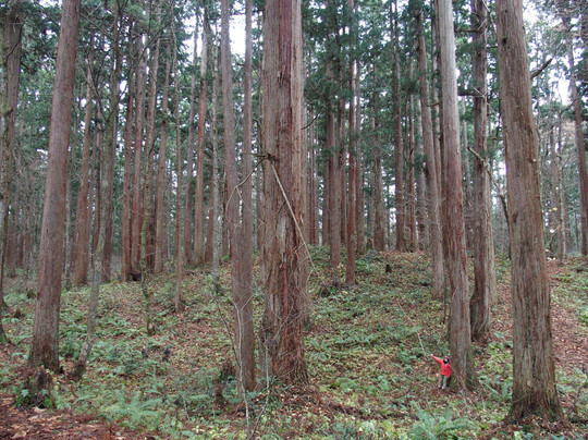 Kamiouchisawa Nature Observation Training Forest-上小阿仁村必去景点