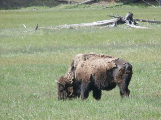 Yellowstone Western Tours-西黄石镇必去景点