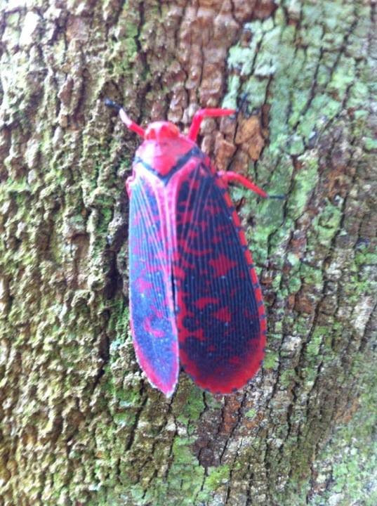 Sumatra Eco Adventure-武吉拉旺必去景点