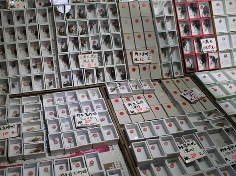 万商花鸟市场(西藏南路)-上海市必去景点