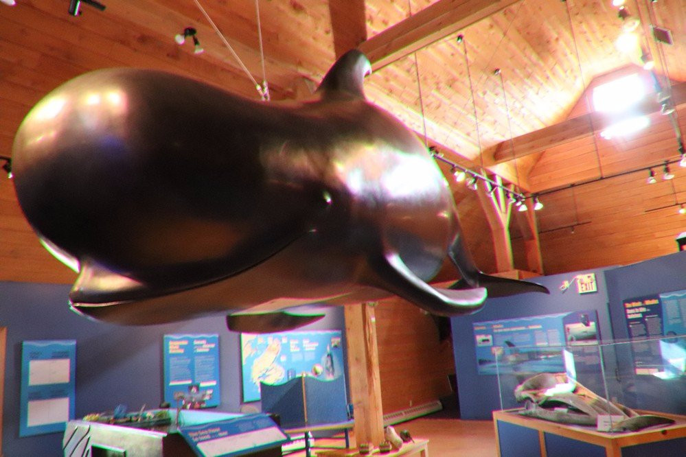 Whale Interpretive Centre景点图片
