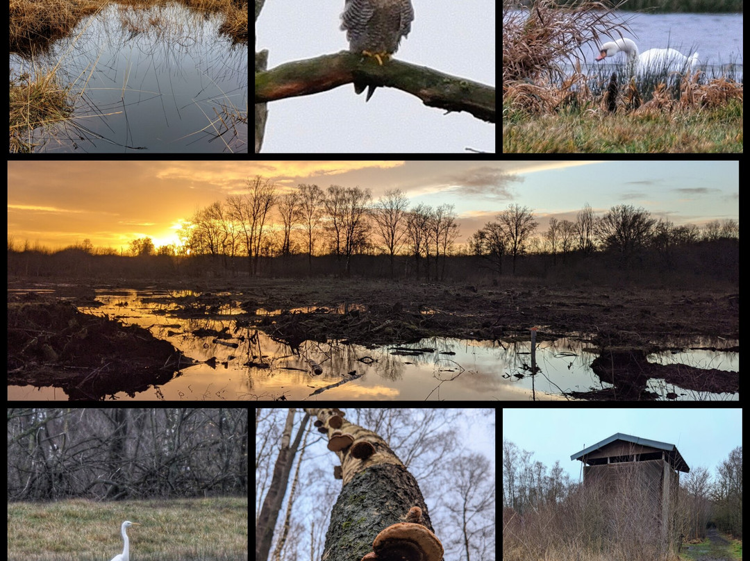 Aamsveen