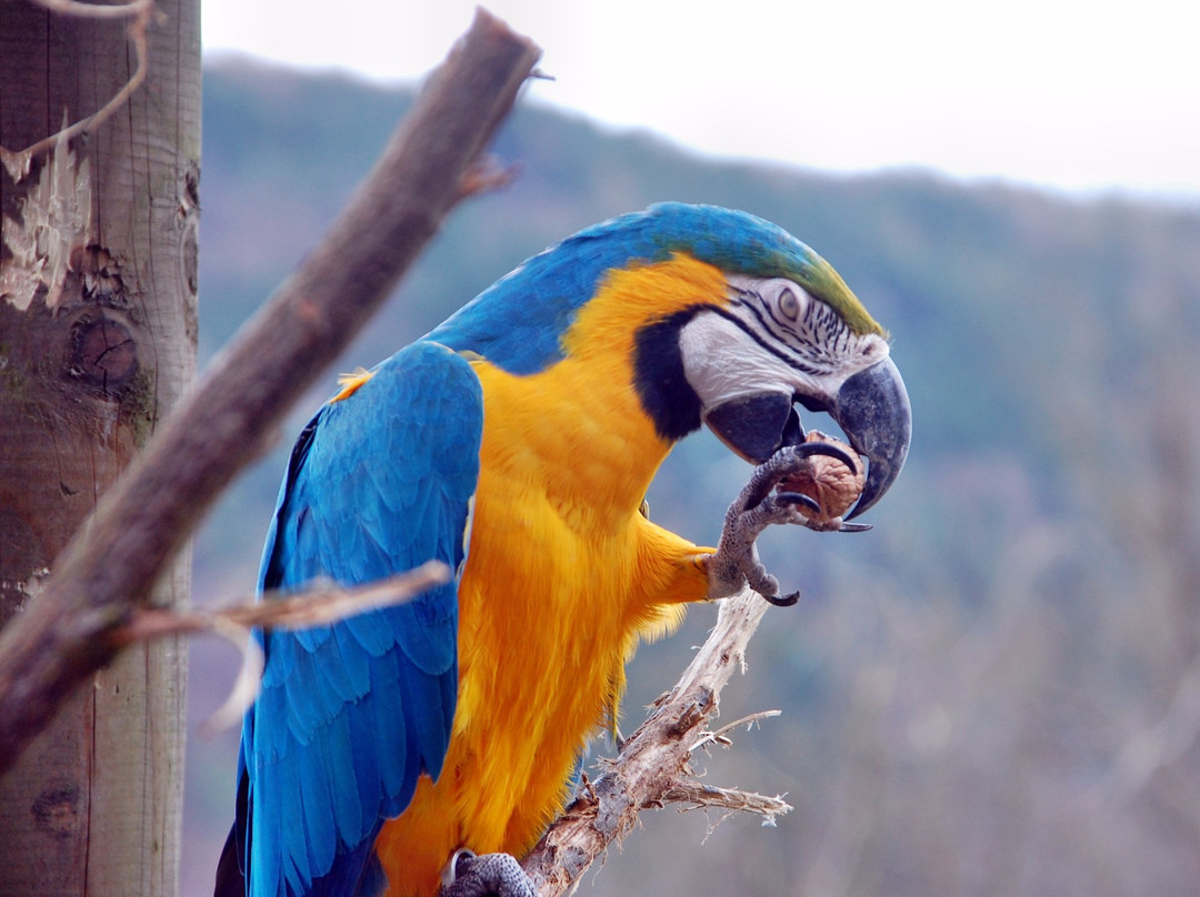 Tierpark Herborn-Herborn必去景点