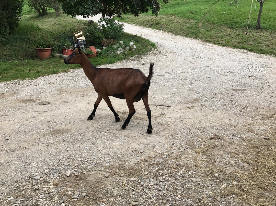 Azienda Agricola La Schirata景点图片