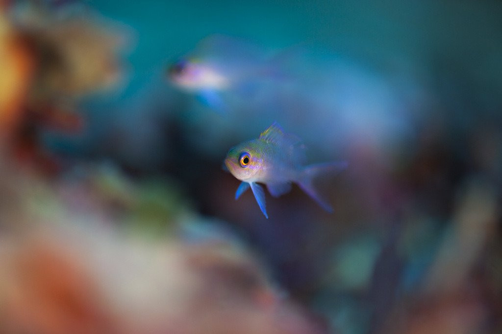 Kraken Plongée-拉西奥塔必去景点