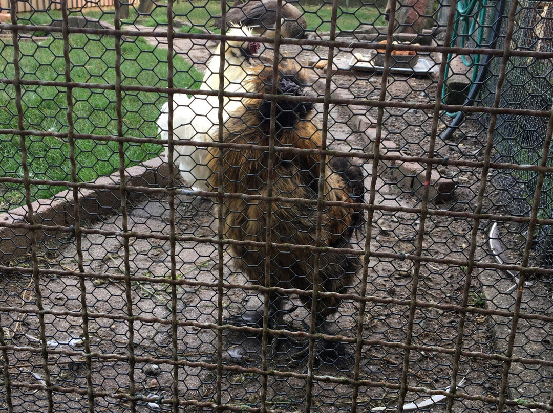 Letzenberg Tierpark Malsch景点图片