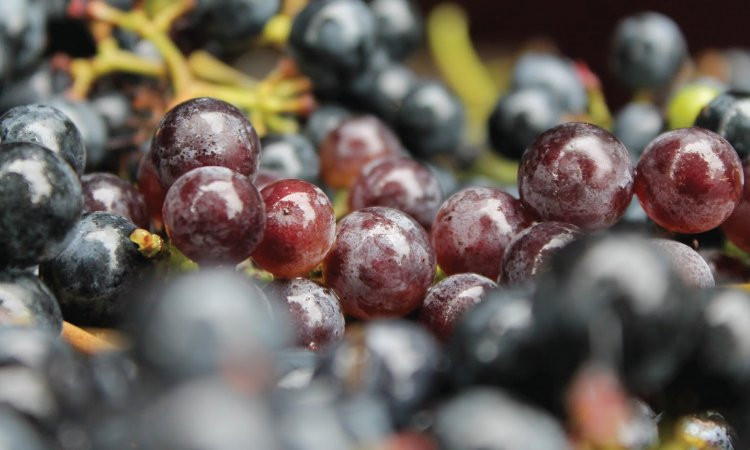 Four Horses and a Dog-Excelsior Springs必去景点