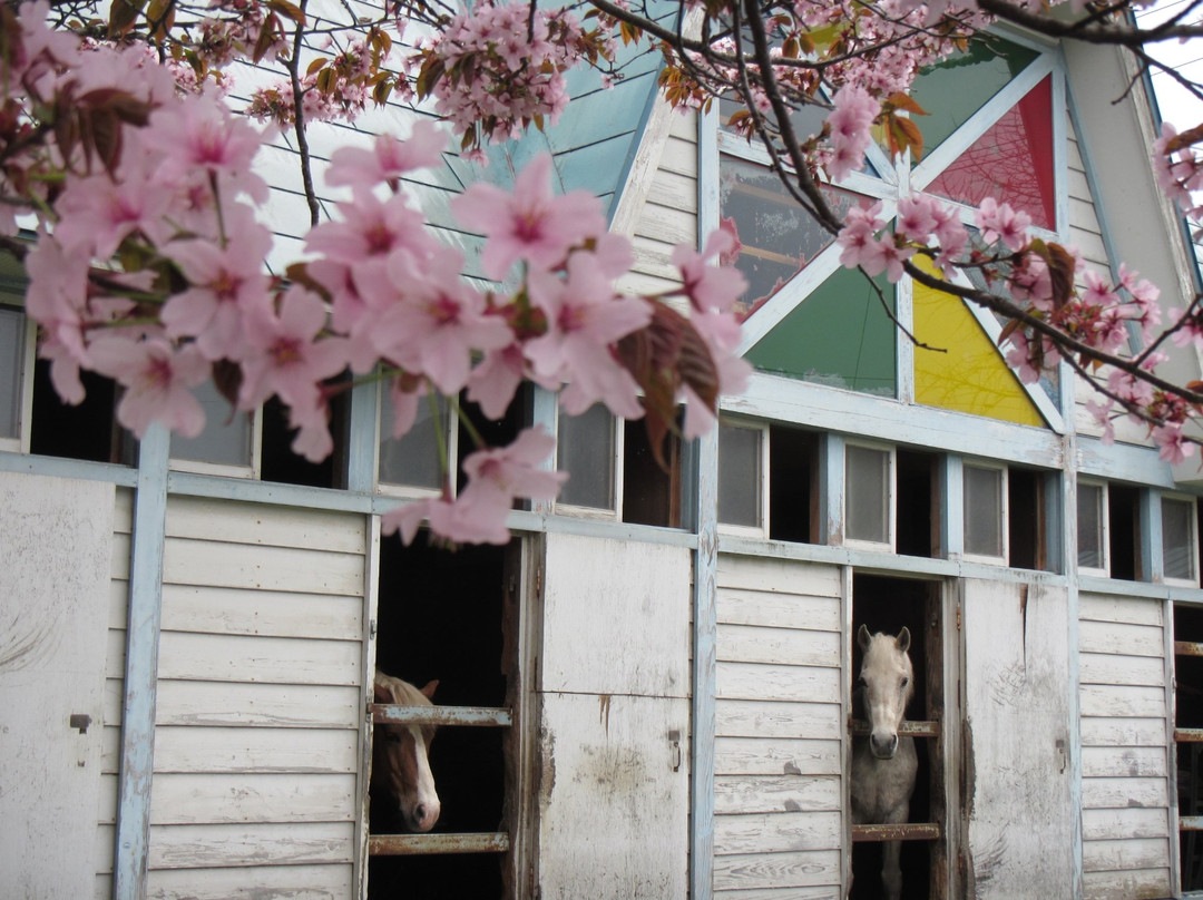 Yushun Sakura Road-浦河町必去景点