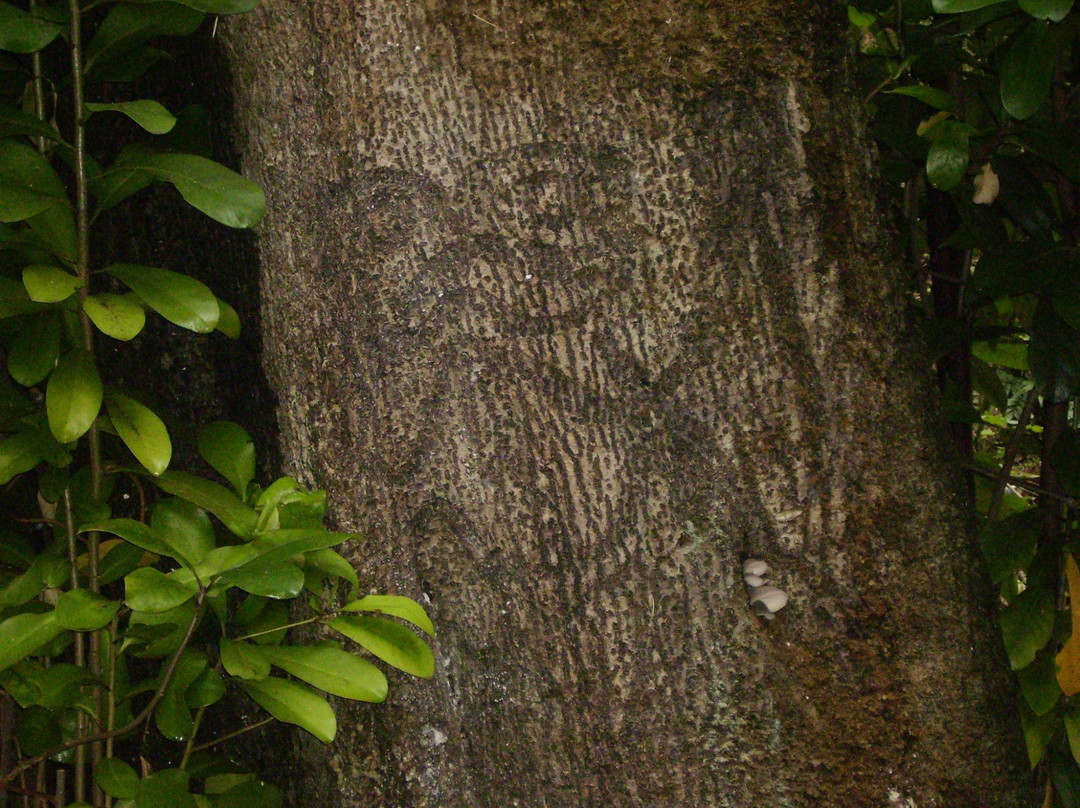JM Barker (Hapupu) National Historic Reserve景点图片