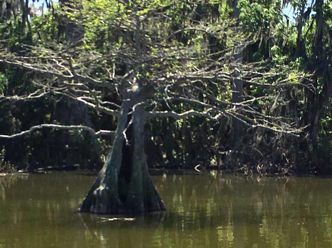 Lake Jesup-桑福德必去景点