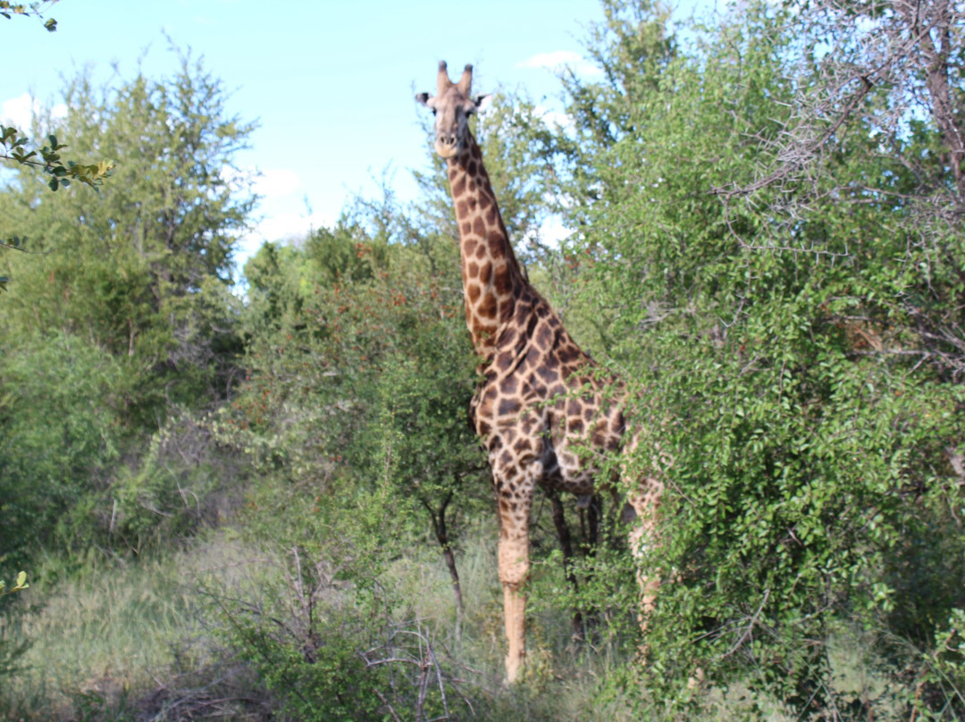 Siyafunda Wildlife & Conservation景点图片