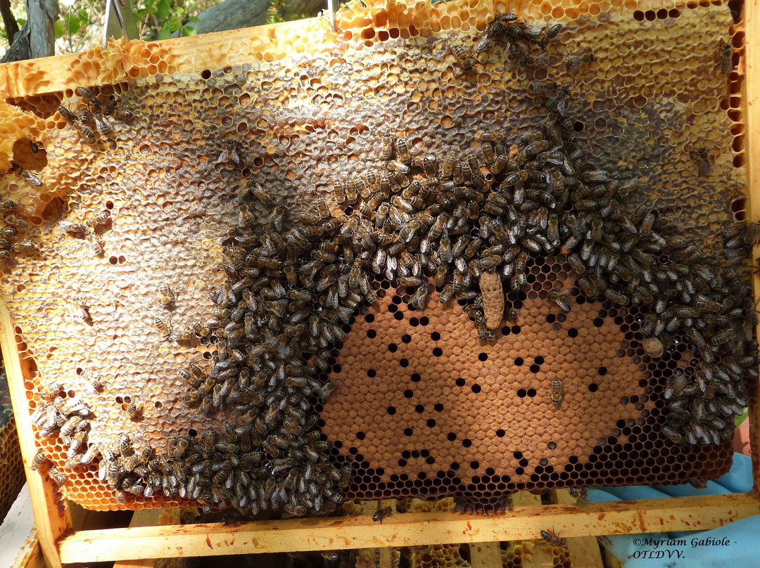 Le Rucher du Marandou