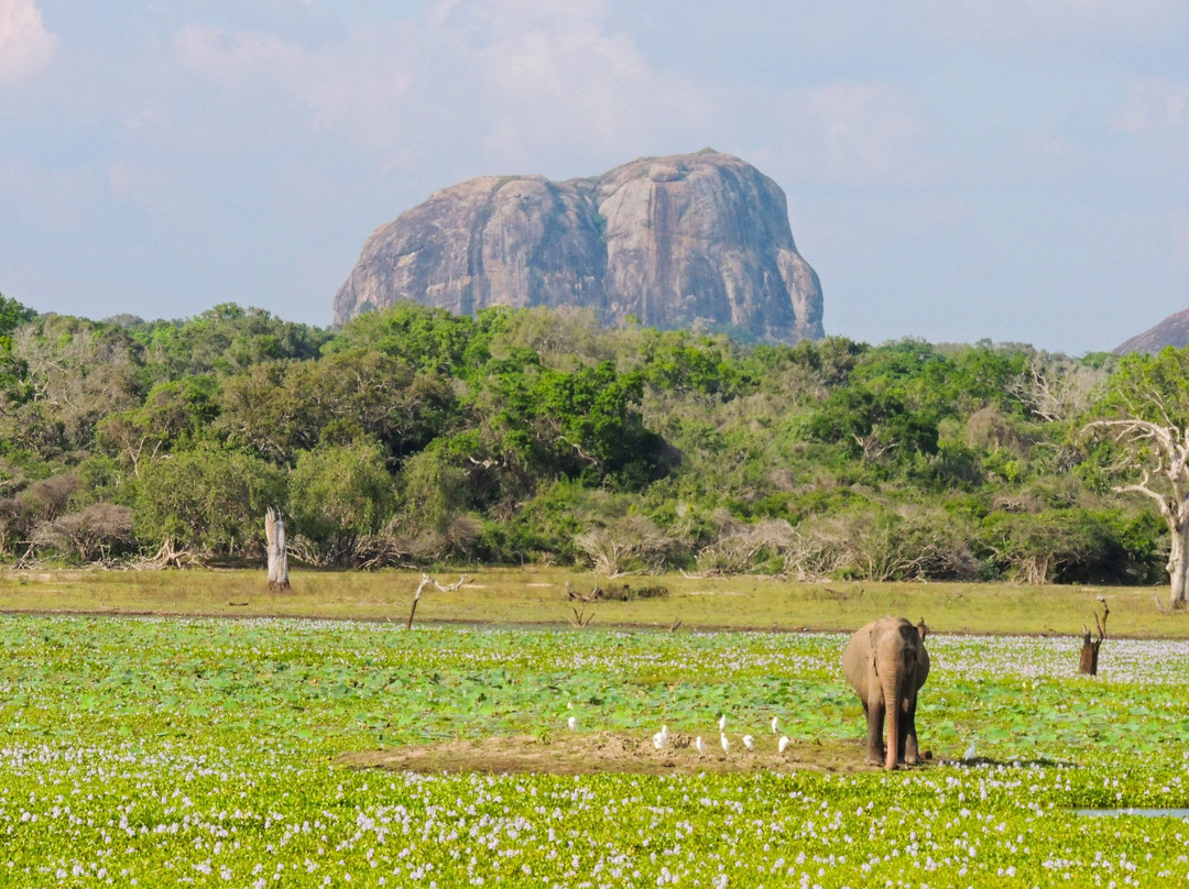 Nimsara Yala Safari景点图片