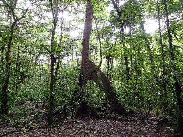 Yela Valley Ka Forest-Kosrae必去景点