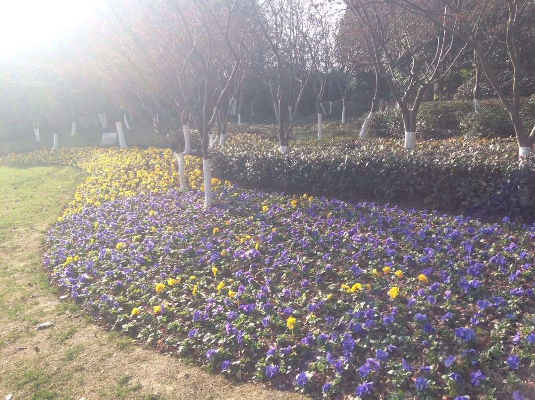 青枫公园-常州市必去景点