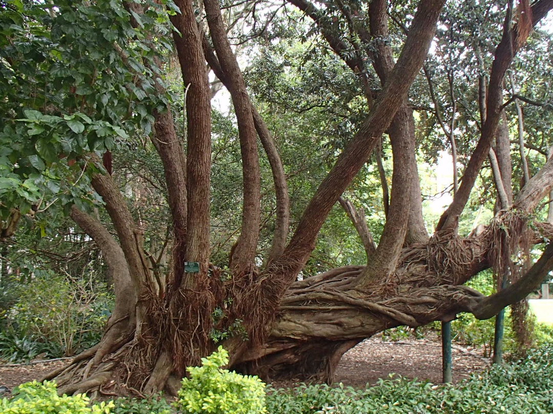 Company's Gardens-开普敦中心区必去景点