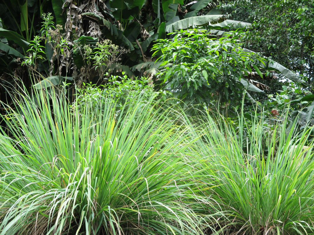 Kampung Putat Herb Garden-斯里巴加湾必去景点